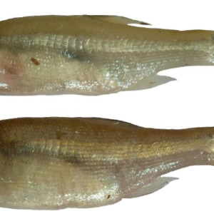 Mola 250gm